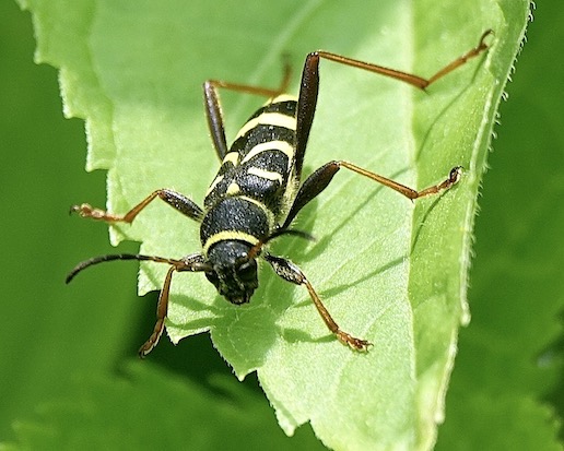 wasp beetle